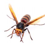 蜂（ハチ）駆除・対策｜安全に自分で退治する方法